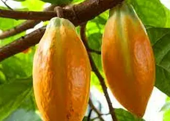 Mitolyn™ 21 ing_cacao